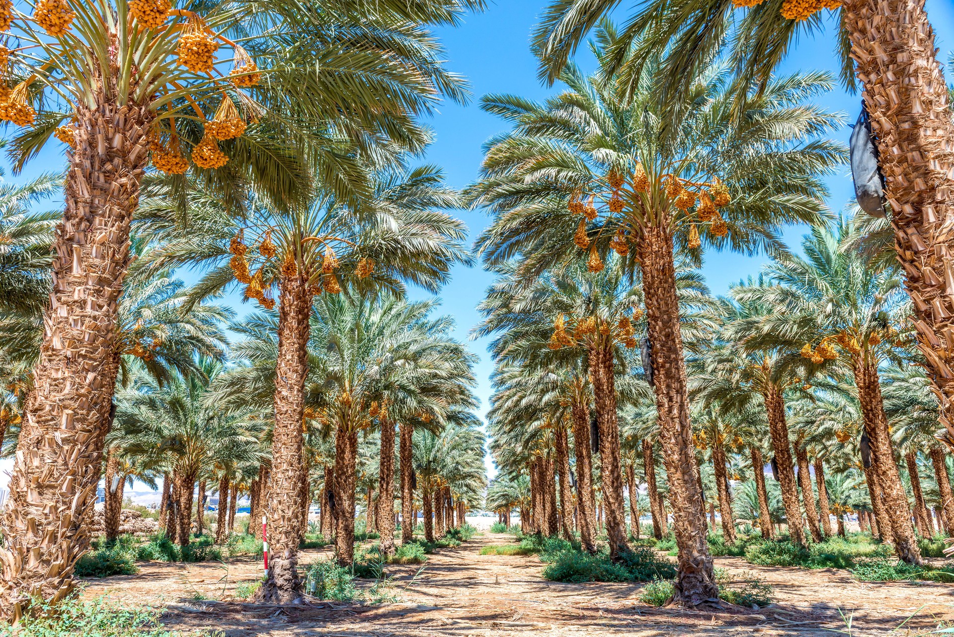 Ripening dates in industrial plantation of date palms