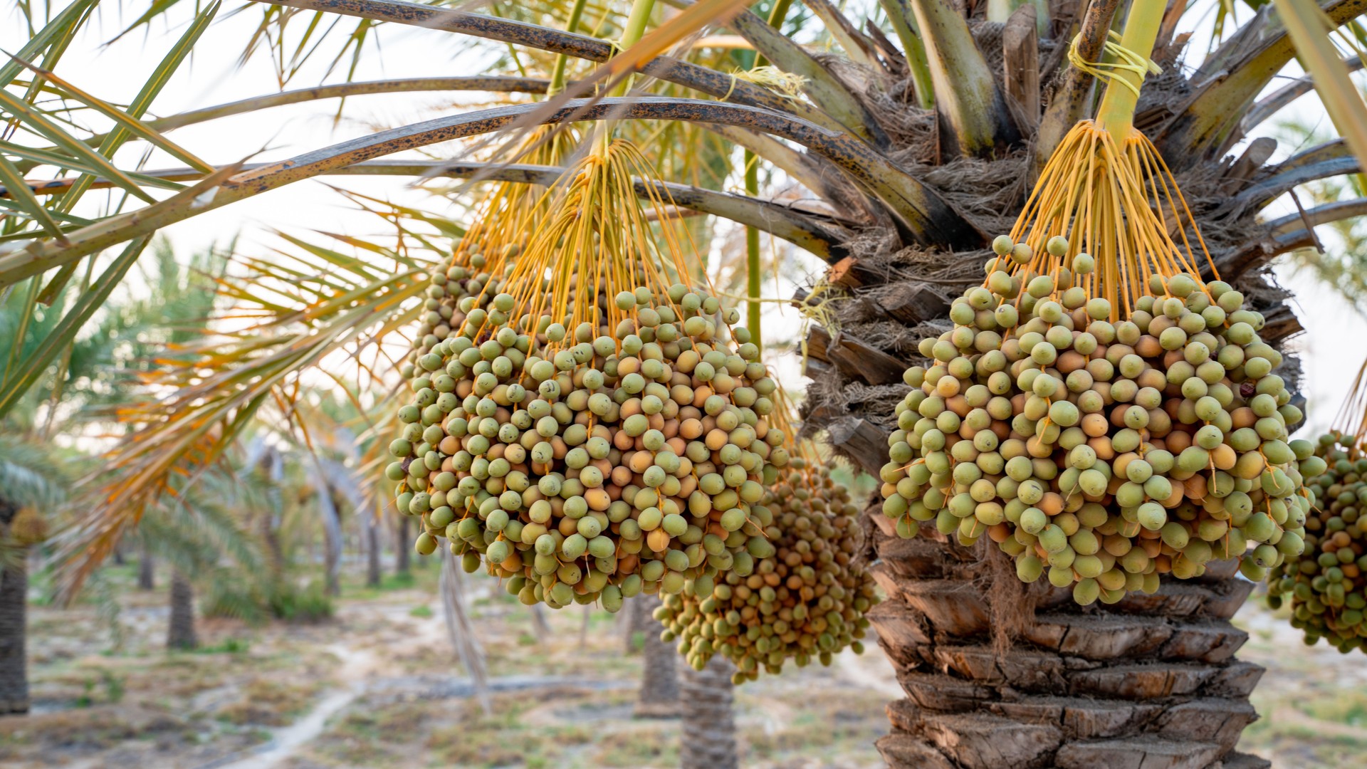 Plantation of dates palms. Tropical agriculture industry in the Middle East.